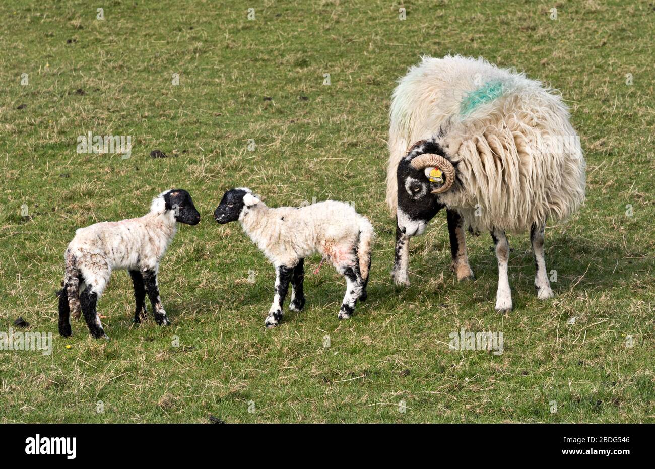 Yorkshire, Großbritannien. April 2020. Frühlingssonne in der britischen Landschaft. Zwei neu geborene Swaledale brüten mit ihrer Mutter, Austwick, Yorkshire Dales National Park, Lämmer. Swaledale Mutterschafe haben in der Regel entweder ein oder zwei Lämmer. Sie sind die ikonischste Schafzüchtung der Yorkshire Dales. Lämmer werden mit schwarzen Gesichtern geboren und entwickeln die weißen Augen- und Nasenringe, während sie reifen. Kredit: John Bentley/Alamy Live News Stockfoto