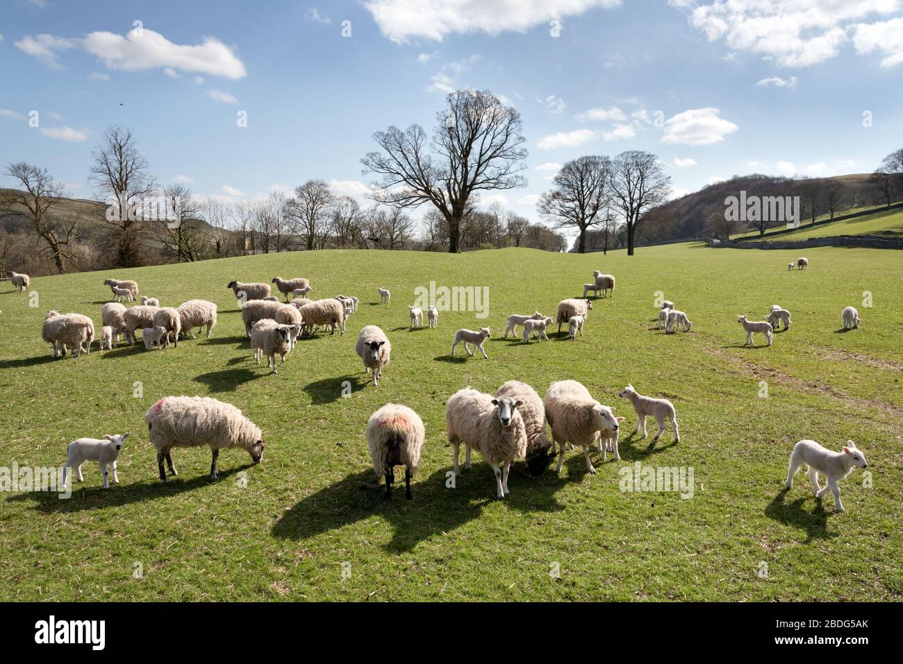 Yorkshire, Großbritannien. April 2020. Frühlingssonne in der britischen Landschaft. Lämmer weiden mit ihren Müttern in Stackhouse, in der Nähe von Giggleswick, North Yorkshire. Die Schafe sind meist in Nordengland Mule brüten. Kredit: John Bentley/Alamy Live News Stockfoto