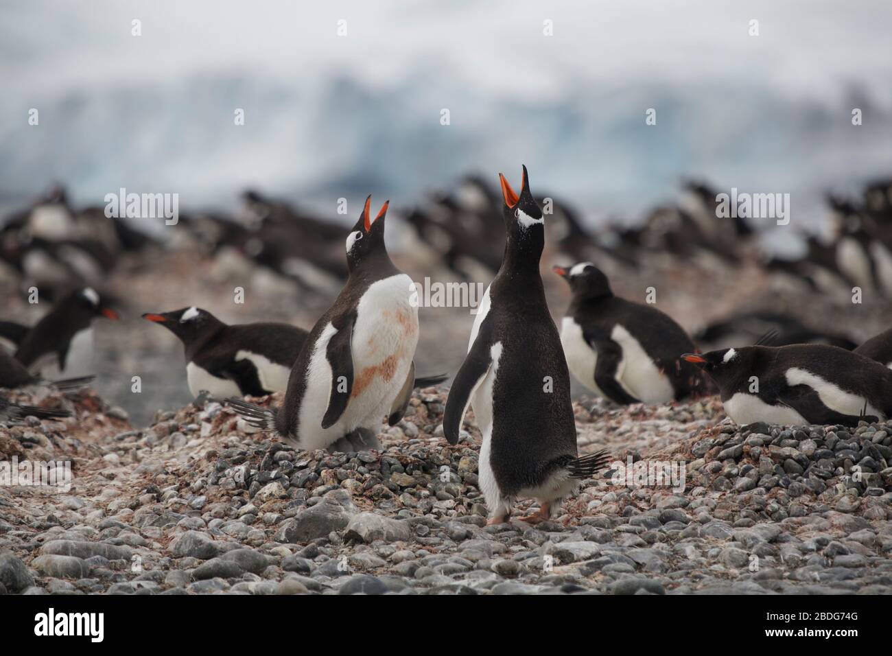 Pinguin Trompete Anruf Stockfoto