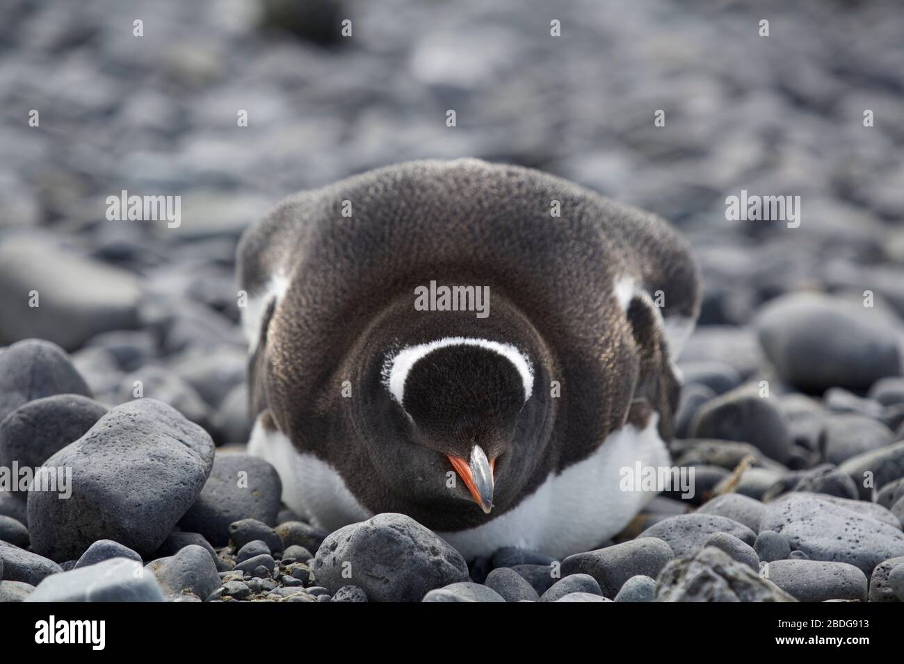 Gentoo Nesting Stockfoto