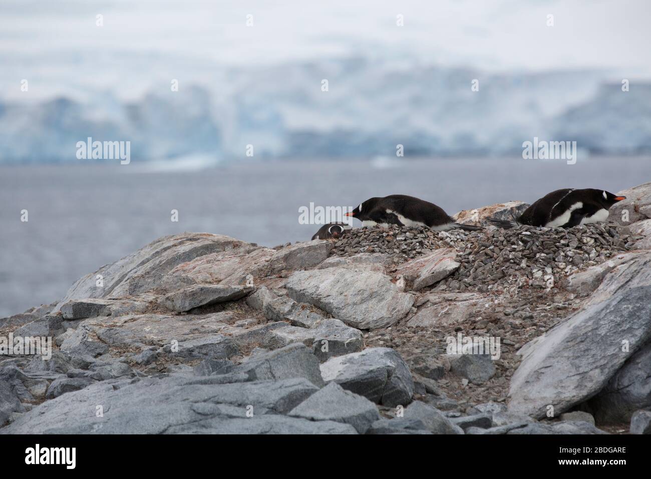 Zurück zu Zurück Pinguine Stockfoto