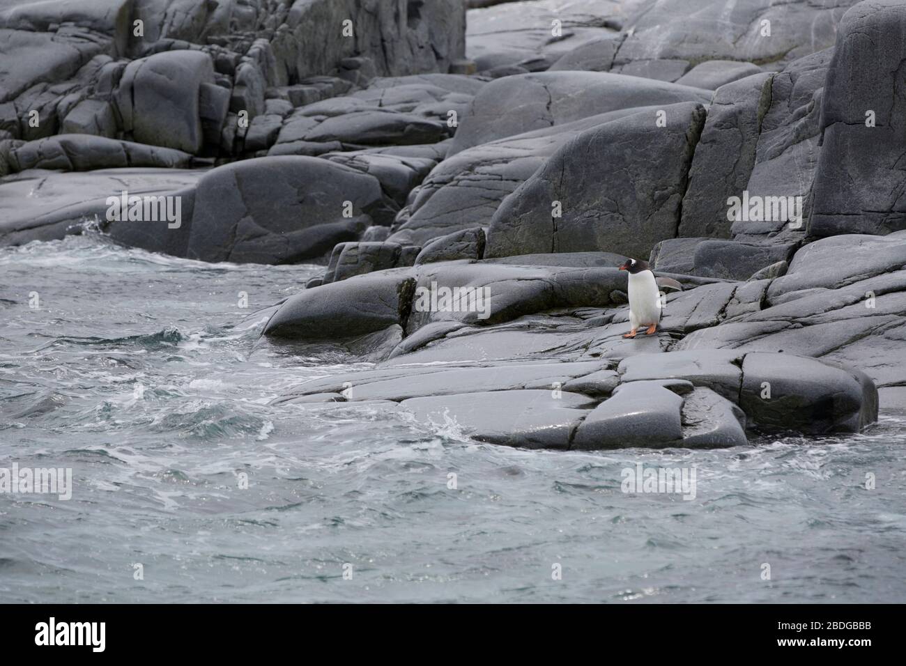 Gentoo auf den Felsen Stockfoto