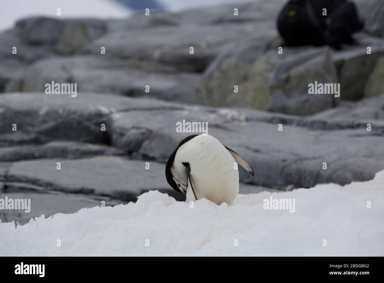Bendy Penguin Stockfoto