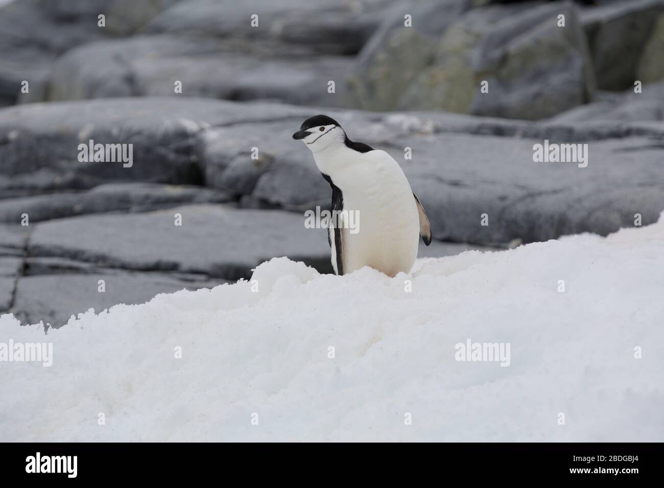 Neugierige Pinguin Stockfoto