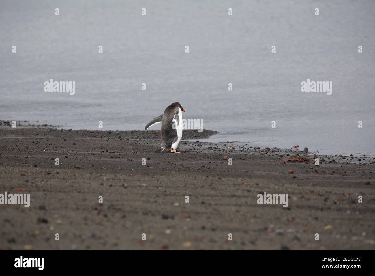 Einster Chinstrap Pinguin in Whalers Bay Stockfoto