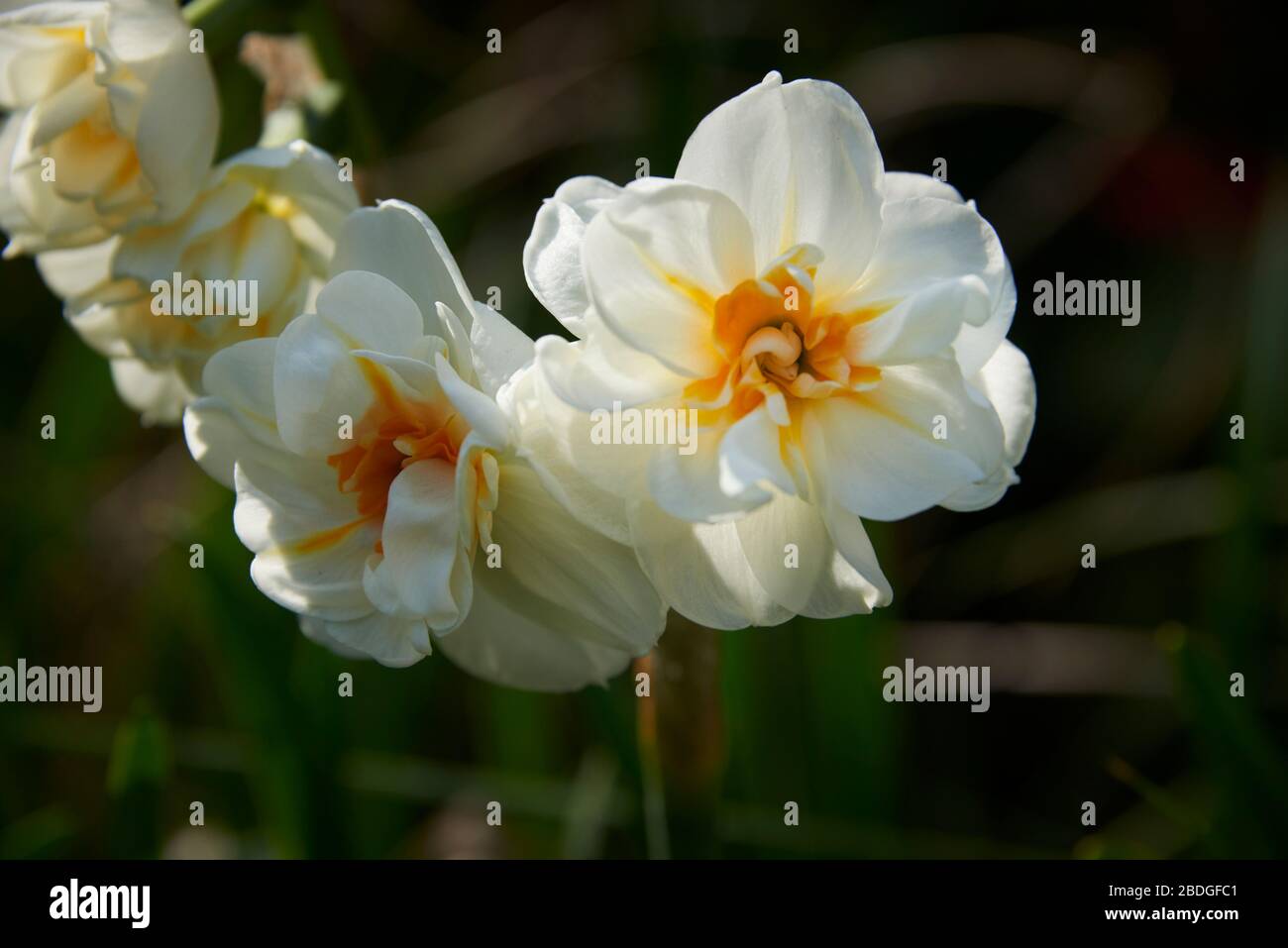 Frühlingsnarzissen. „Fröhlichkeit“ Narzissen. Schließen Sie Blumen im Garten in der Frühlingssonne. Creme/Zitronenblüten mit orangefarbener Mitte Stockfoto