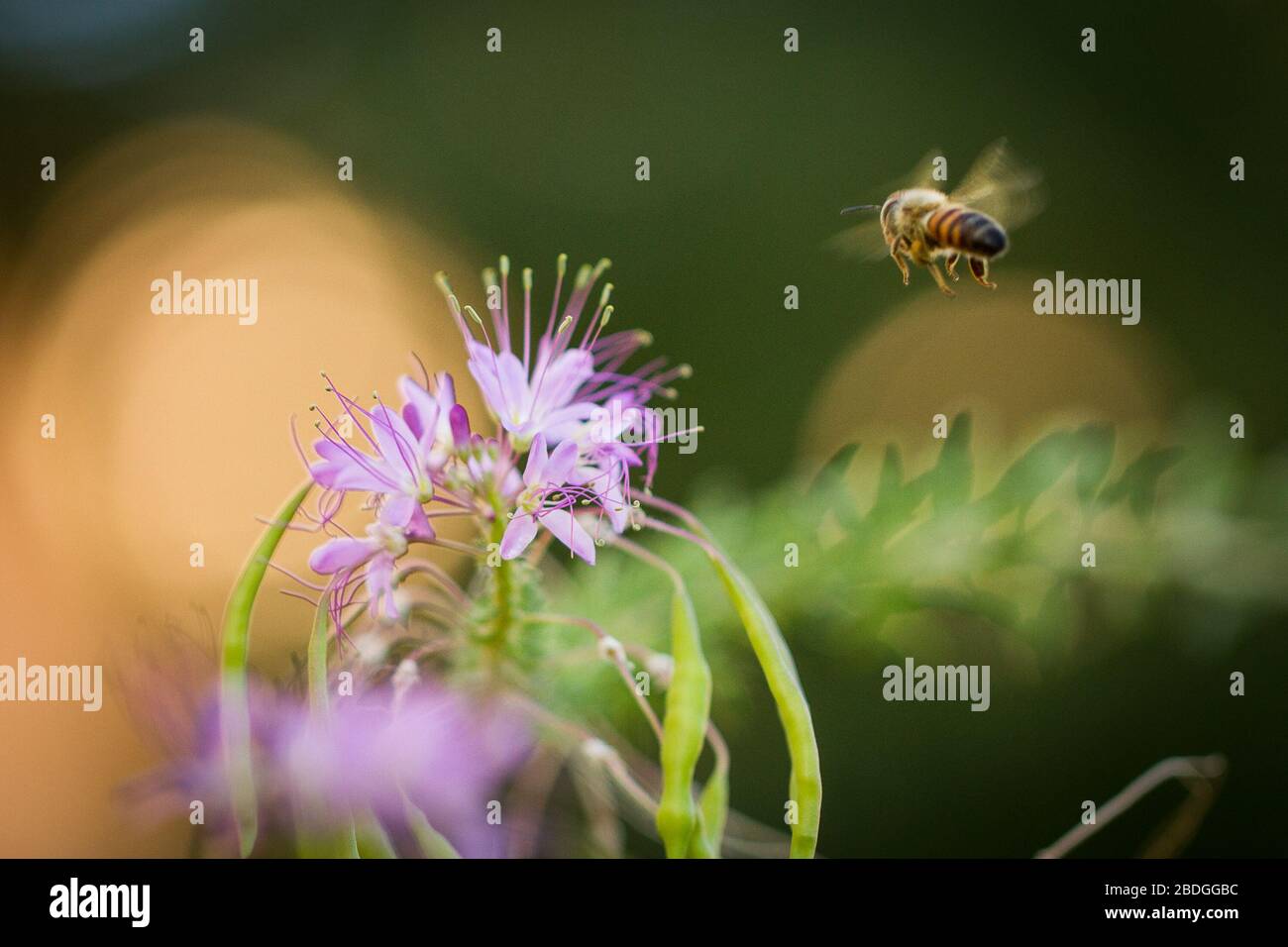 Eine einzige Arbeiterbiene fliegt auf eine lila Blume zu, um an seinen Bestäubungsaufgaben teilzuhaben. Stockfoto
