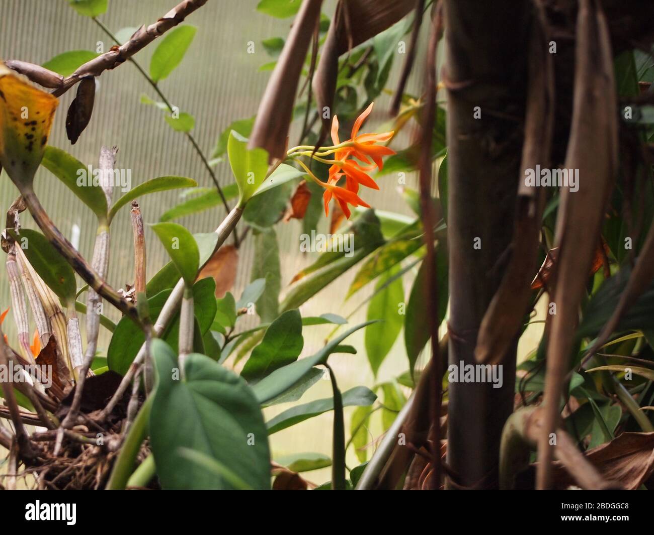 Pflanzen, Blumen und Pilze des Montanwolkenwaldes in den Chiapas-Highlands im Süden Mexikos Stockfoto