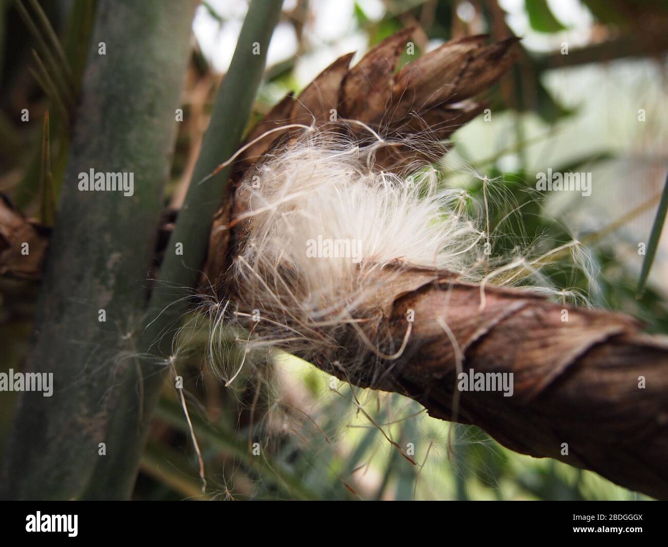 Pflanzen, Blumen und Pilze des Montanwolkenwaldes in den Chiapas-Highlands im Süden Mexikos Stockfoto