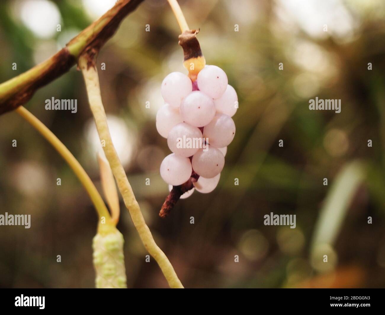 Pflanzen, Blumen und Pilze des Montanwolkenwaldes in den Chiapas-Highlands im Süden Mexikos Stockfoto