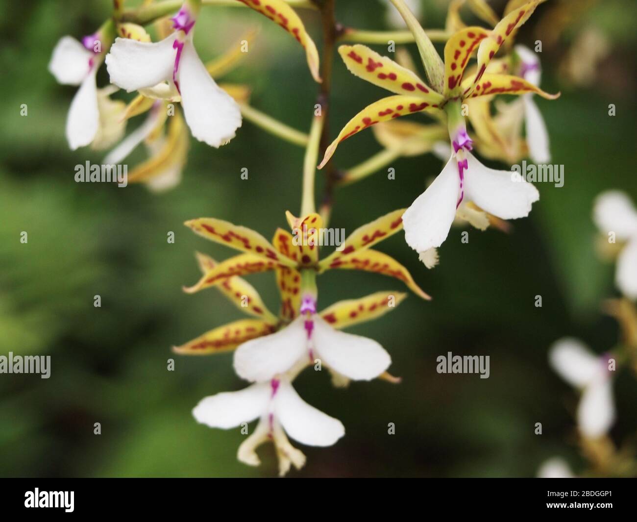 Pflanzen, Blumen und Pilze des Montanwolkenwaldes in den Chiapas-Highlands im Süden Mexikos Stockfoto