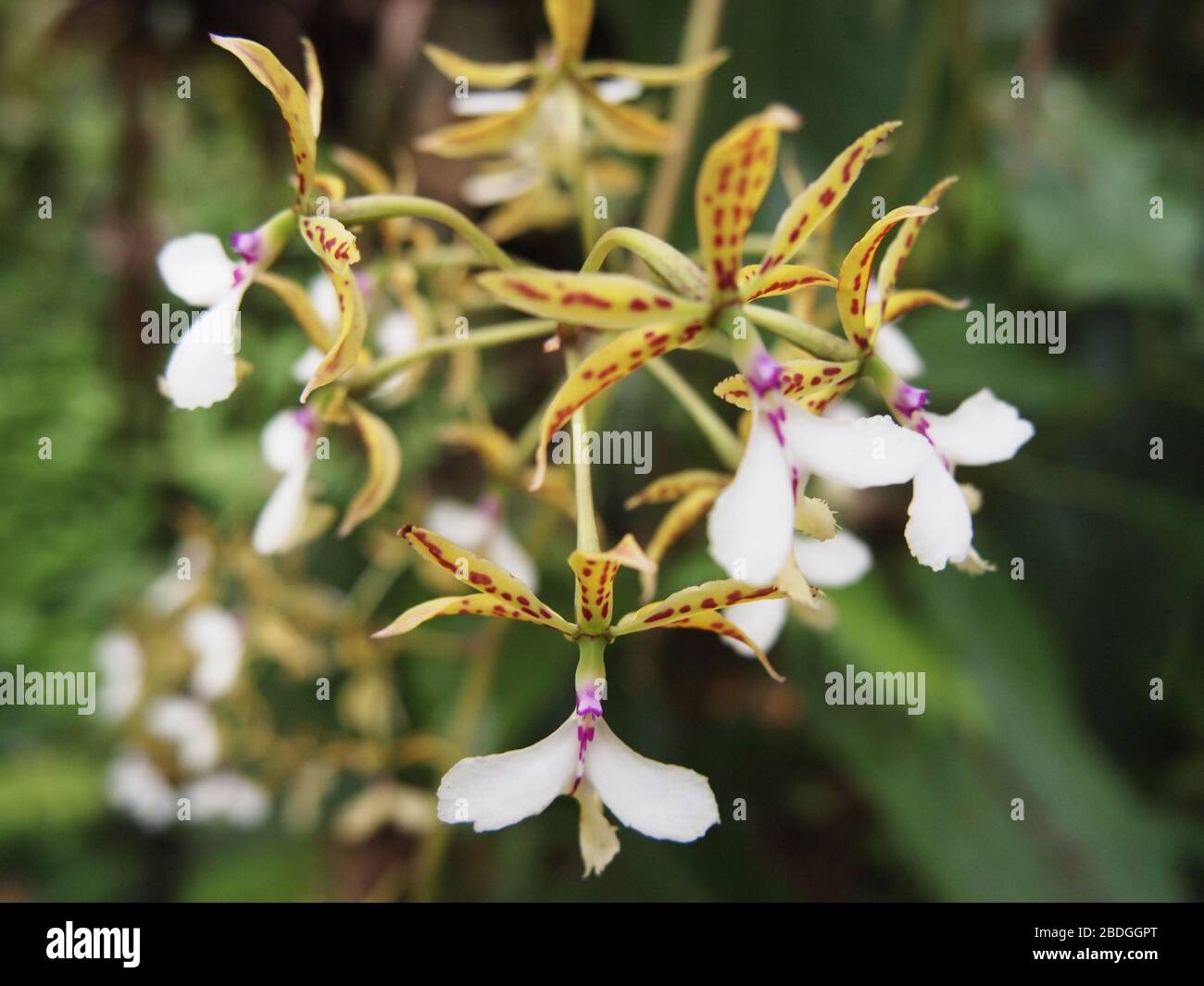 Pflanzen, Blumen und Pilze des Montanwolkenwaldes in den Chiapas-Highlands im Süden Mexikos Stockfoto