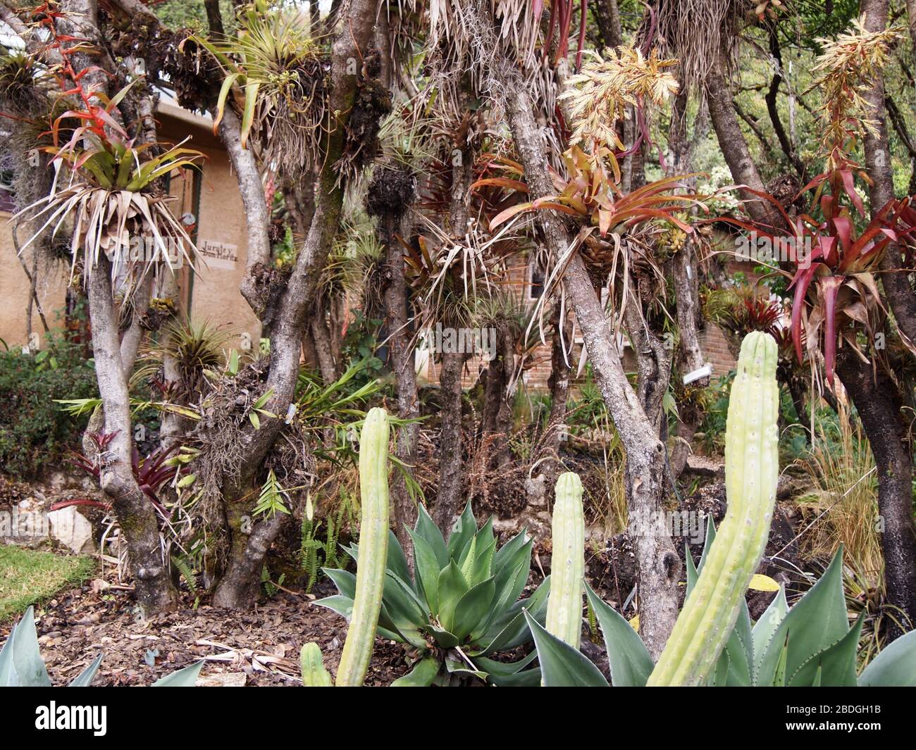 Pflanzen, Blumen und Pilze des Montanwolkenwaldes in den Chiapas-Highlands im Süden Mexikos Stockfoto