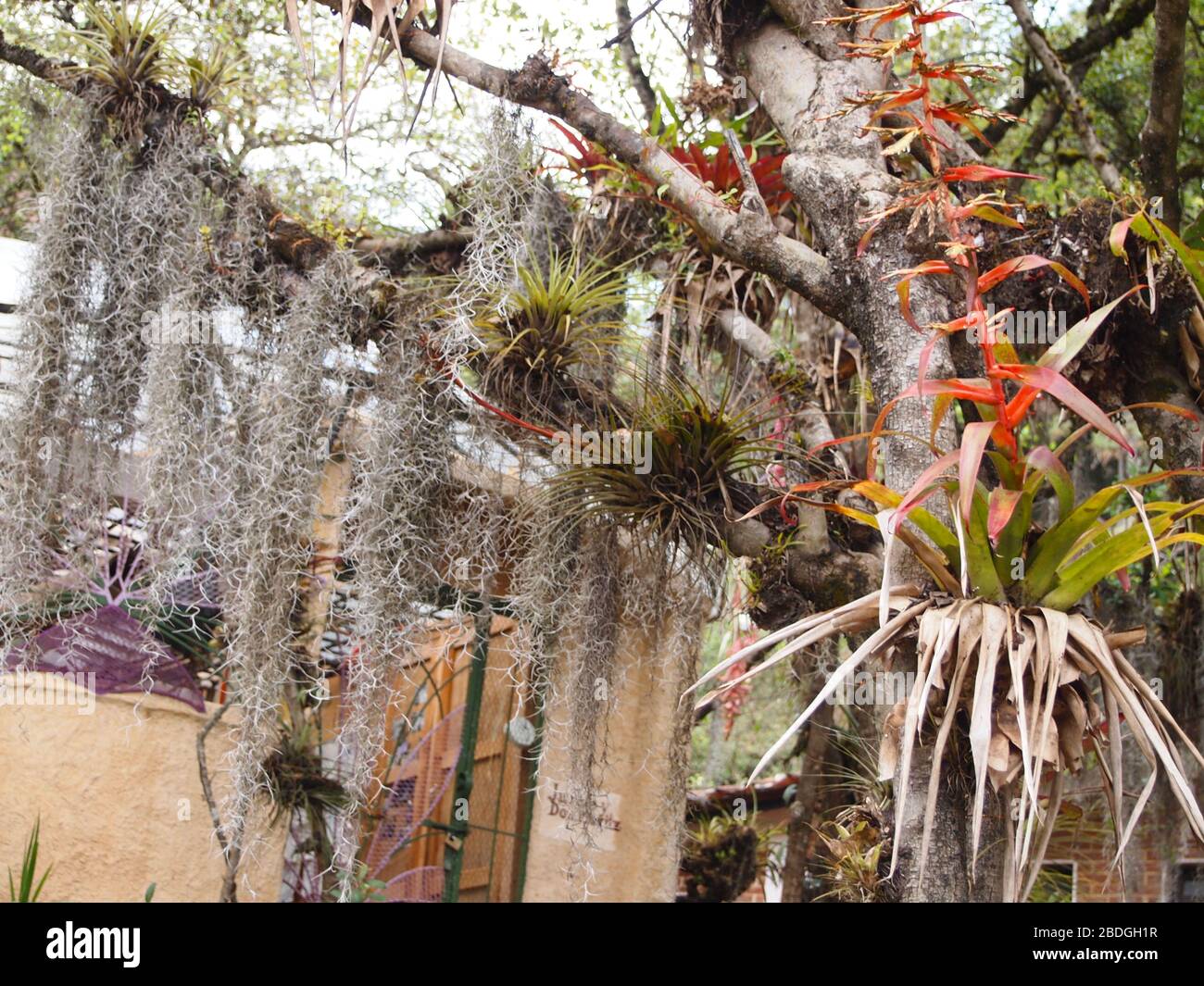 Epiphytische Bromelien des Bergnebelwaldes im Hochland von Chiapas, im Süden Mexikos Stockfoto