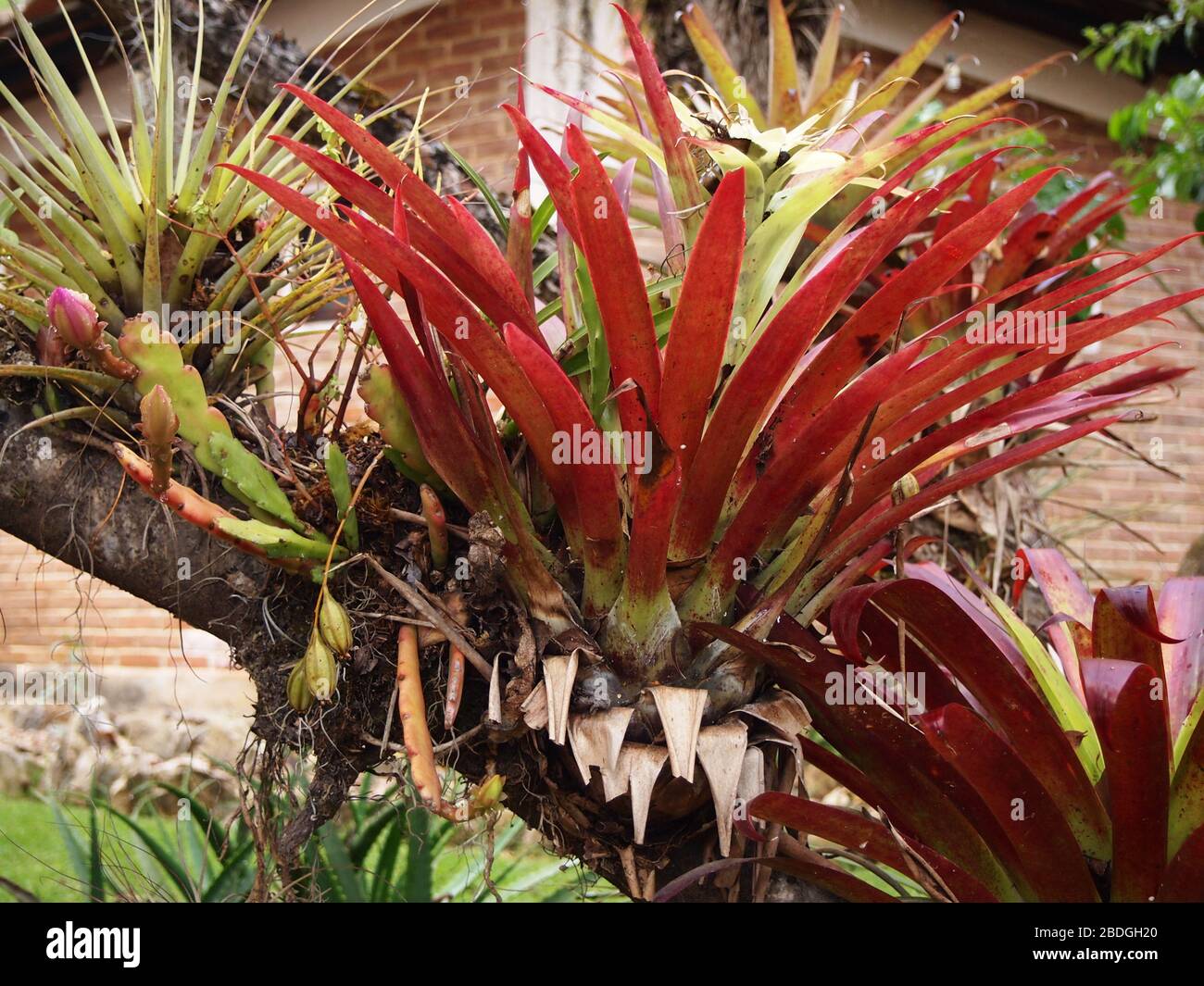 Epiphytische Bromelien des Bergnebelwaldes im Hochland von Chiapas, im Süden Mexikos Stockfoto
