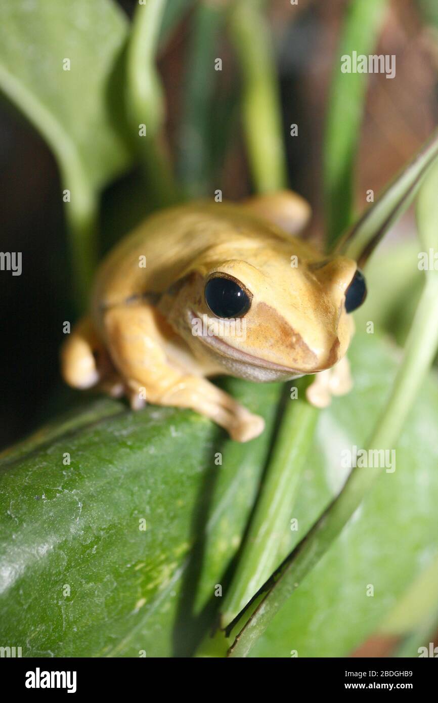 Ein kleiner Frosch mit großen schwarzen Augen ein kleiner Frosch mit großer  schwarzer Auge Stockfotografie - Alamy