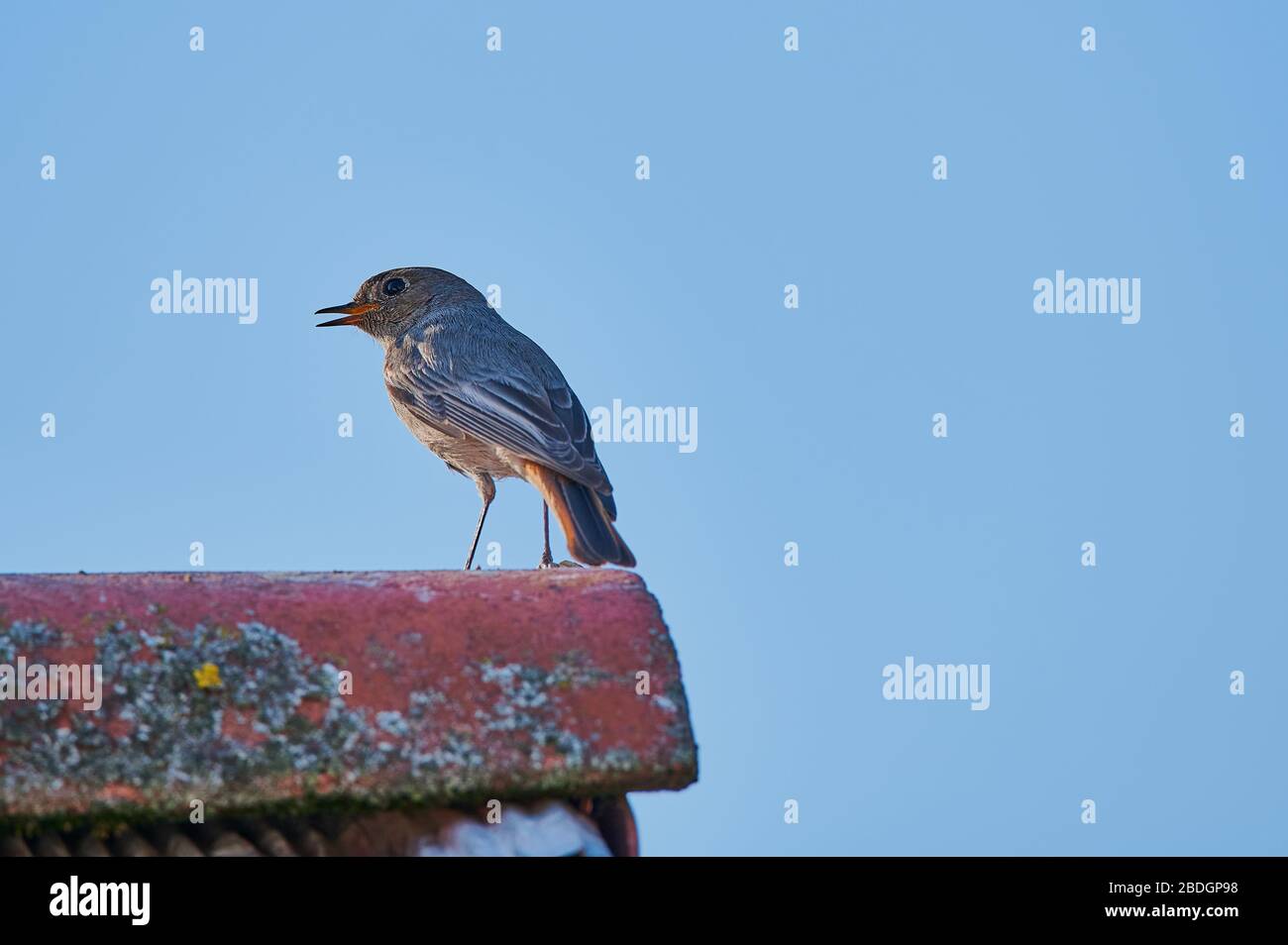 Vogel namens Black Redstart - Phönicurus ochruros - gegen den blauen Himmel auf einem Dach Stockfoto