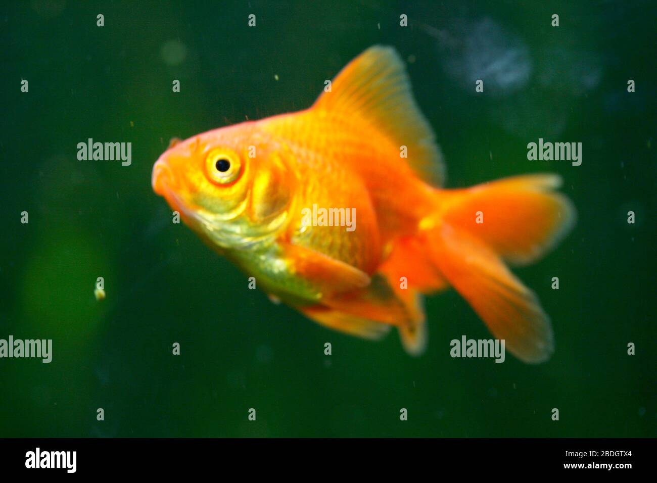 Ein schöner, gelber Fisch (Cyprinidie) ein schöner, gelber Goldfisch (Cyprinidie) Stockfoto