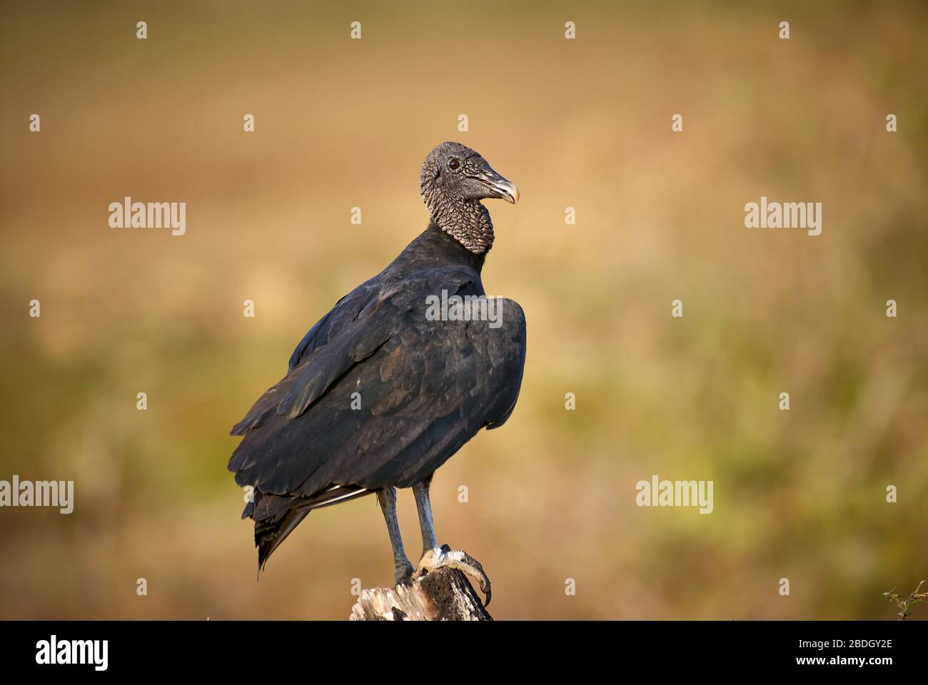 amerikanischer schwarzer Geier, Coragypen atratus brasiliensis, GEIER, LOS LLANOS, Venezuela, Südamerika, Amerika Stockfoto