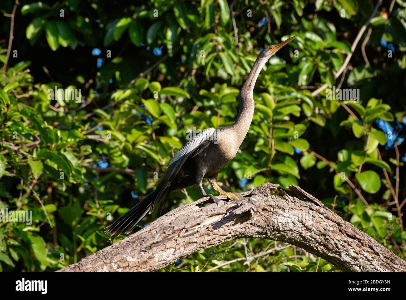 darter, Anhingidias, Anhinga melanogaster, Cormoran, Phalacrocoracidie, Venezuela, Südamerika, Amerika Stockfoto