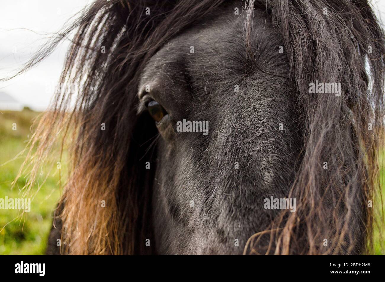 Nahaufnahme eines Highland Horse Stockfoto