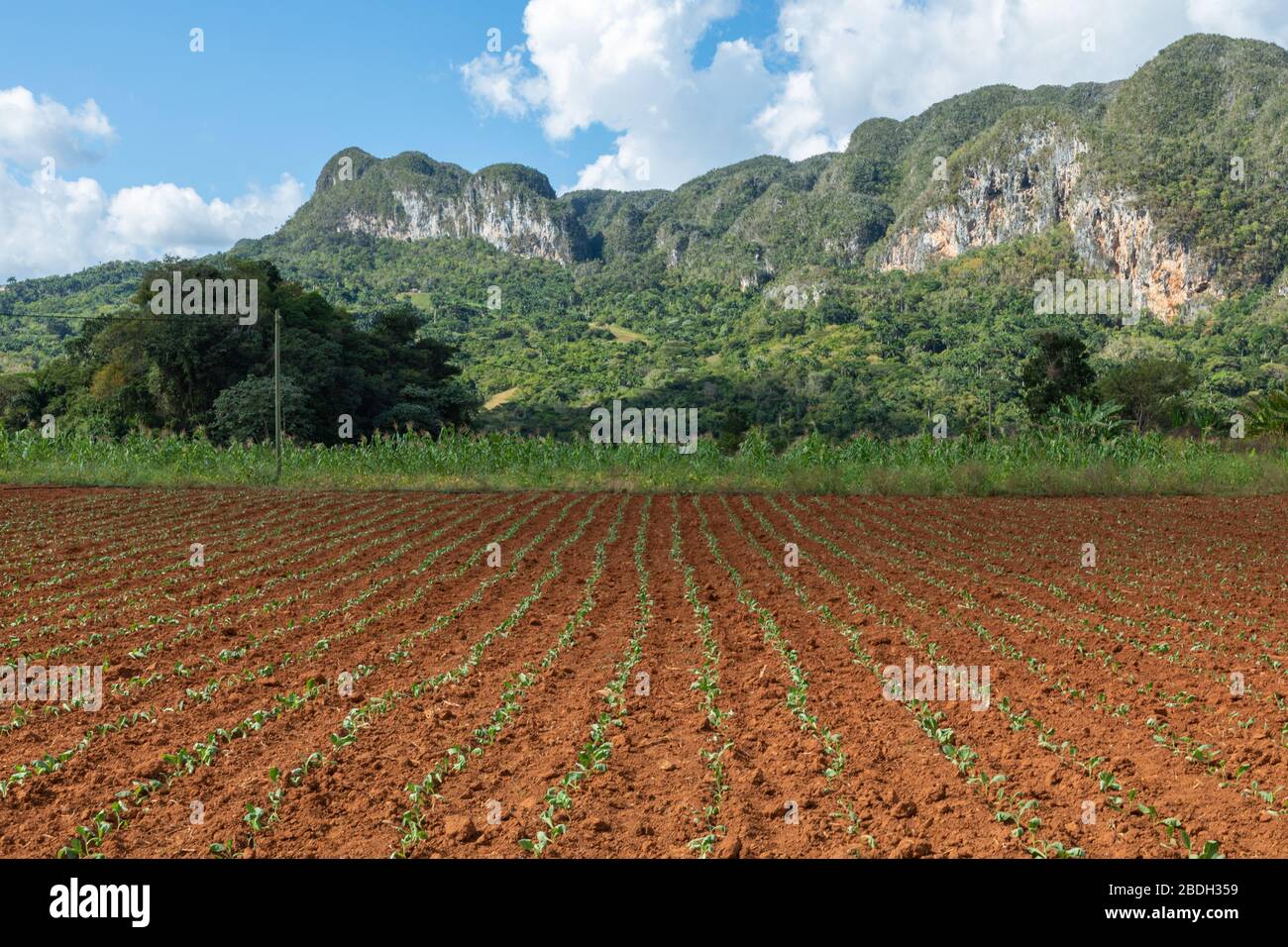 Das Vinales Valley (Valle de Vinales), ein beliebtes Touristenziel. Tabakplantage. Pinar del Rio, Kuba. Stockfoto