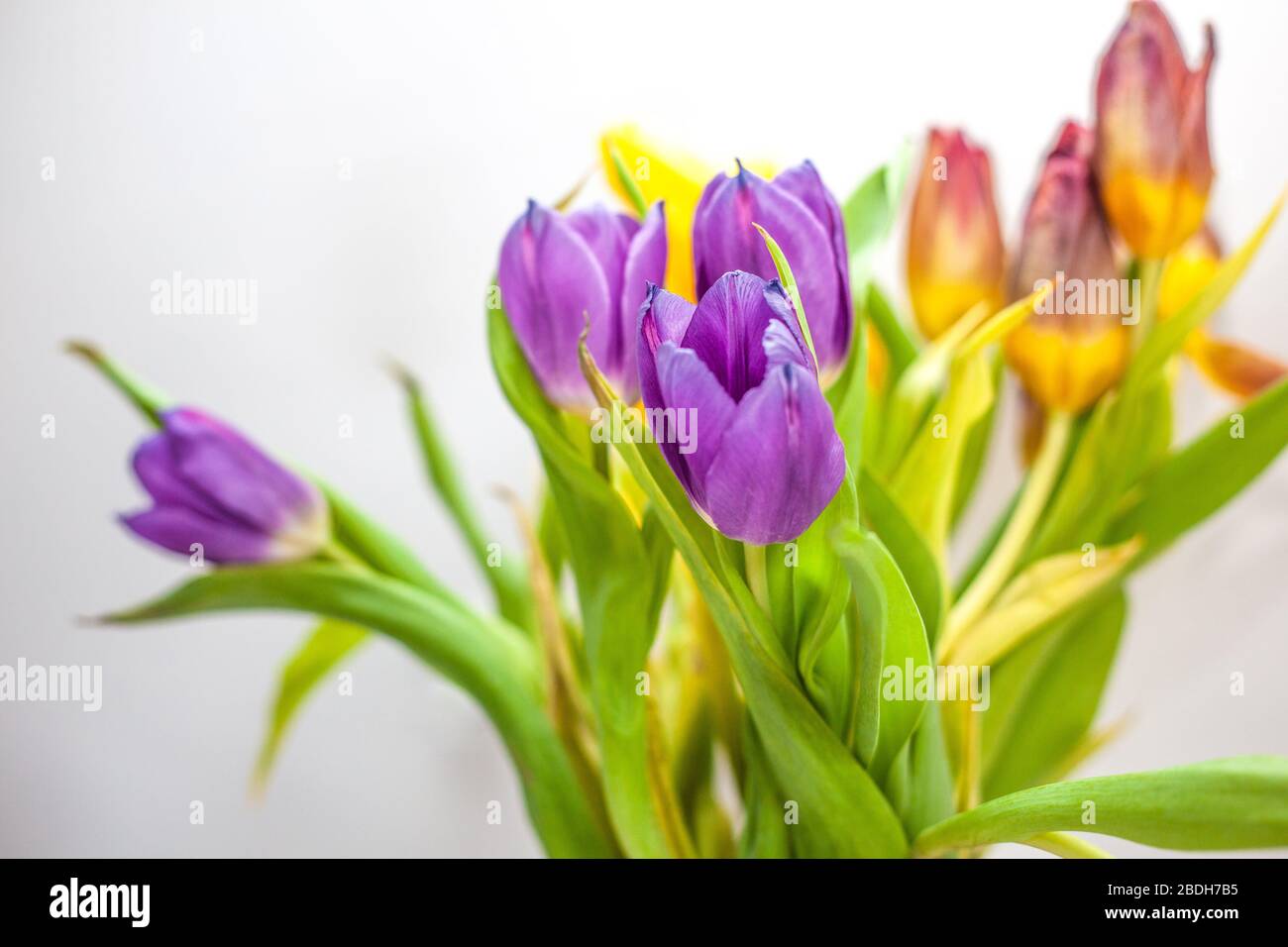 Tulpen in vase Stockfoto