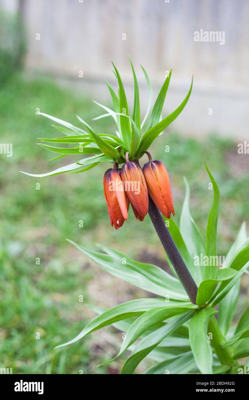 Krone Kaiserliche (Fritillaria Imperialis) fritillary Blume Stockfoto
