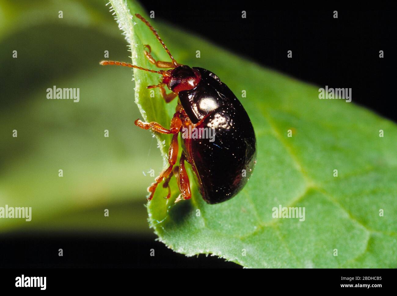 Guernsey. Tierwelt. Insekten. Schwarzer Käfer. Stockfoto