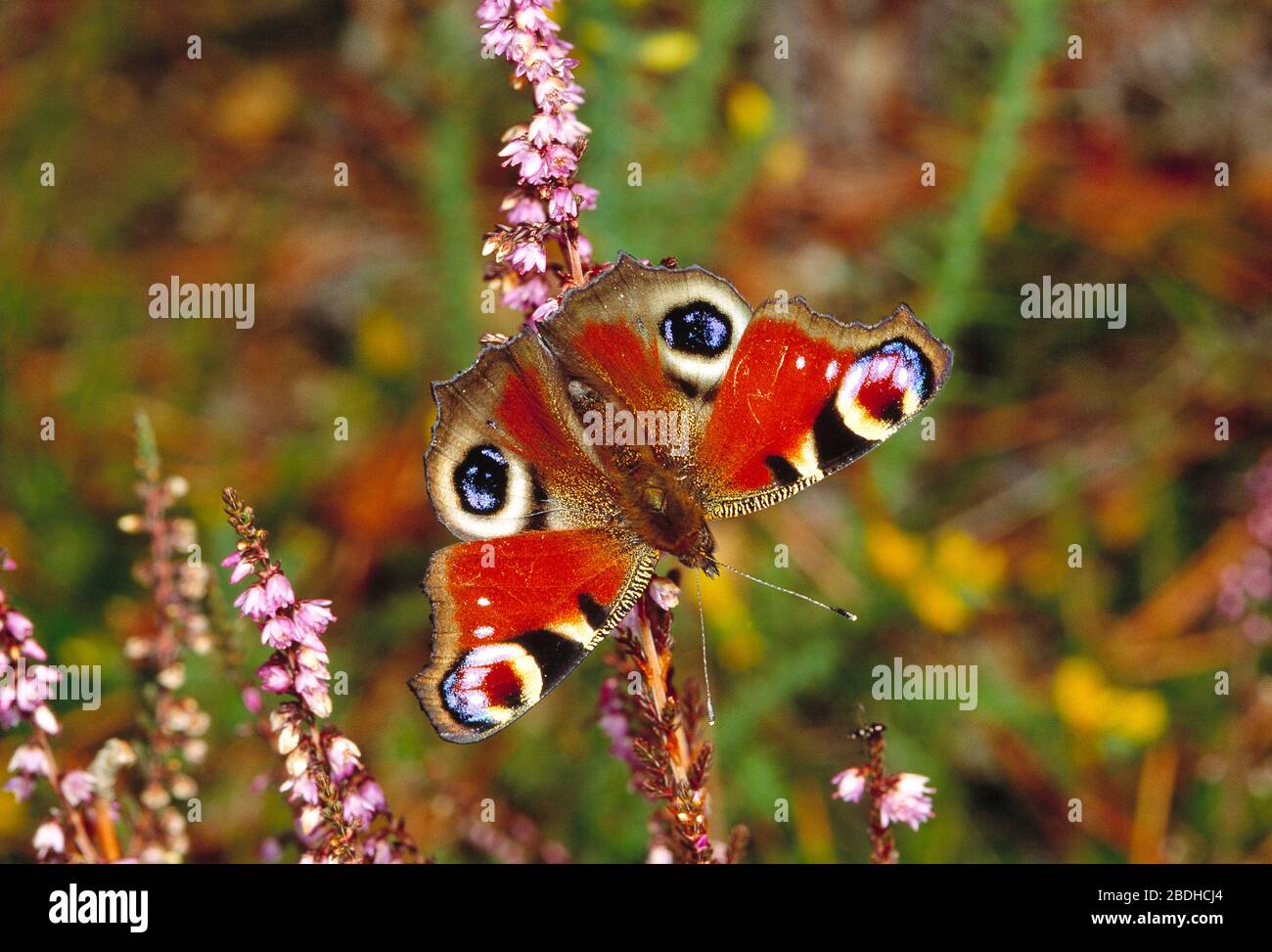 Guernsey. Tierwelt. Insekten. Pfauenblume (Aglais io). Stockfoto