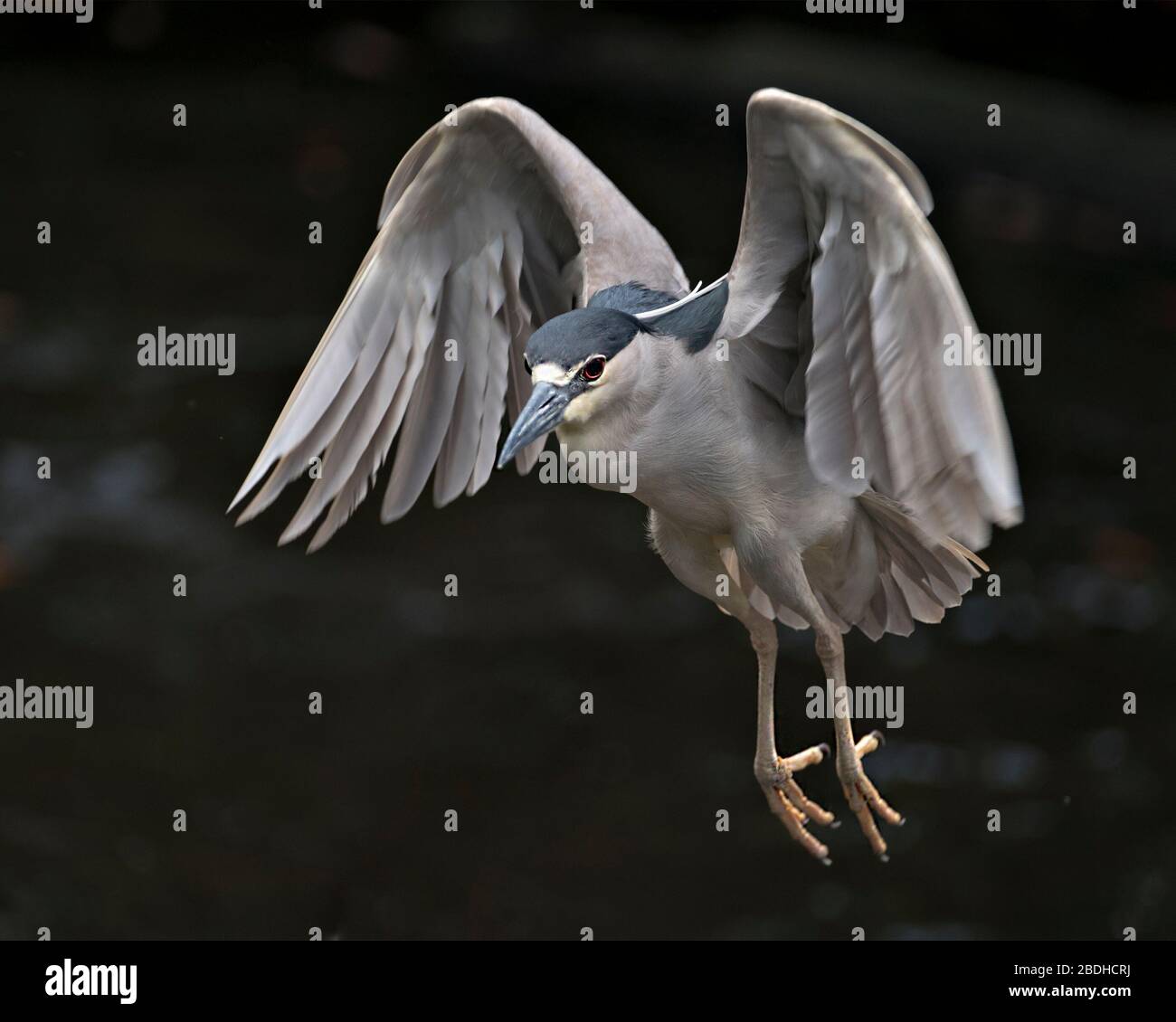 Schwarz bekrönter Nachtheron-Vogel mit ausgebreiteten Flügeln mit schwarzem Kontrasthintergrund in seiner Umgebung und Umgebung. Stockfoto