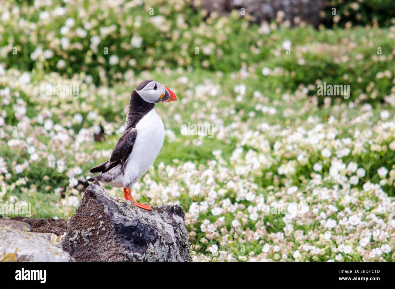 Saisonale Seevögel Puffin Colony Stockfoto