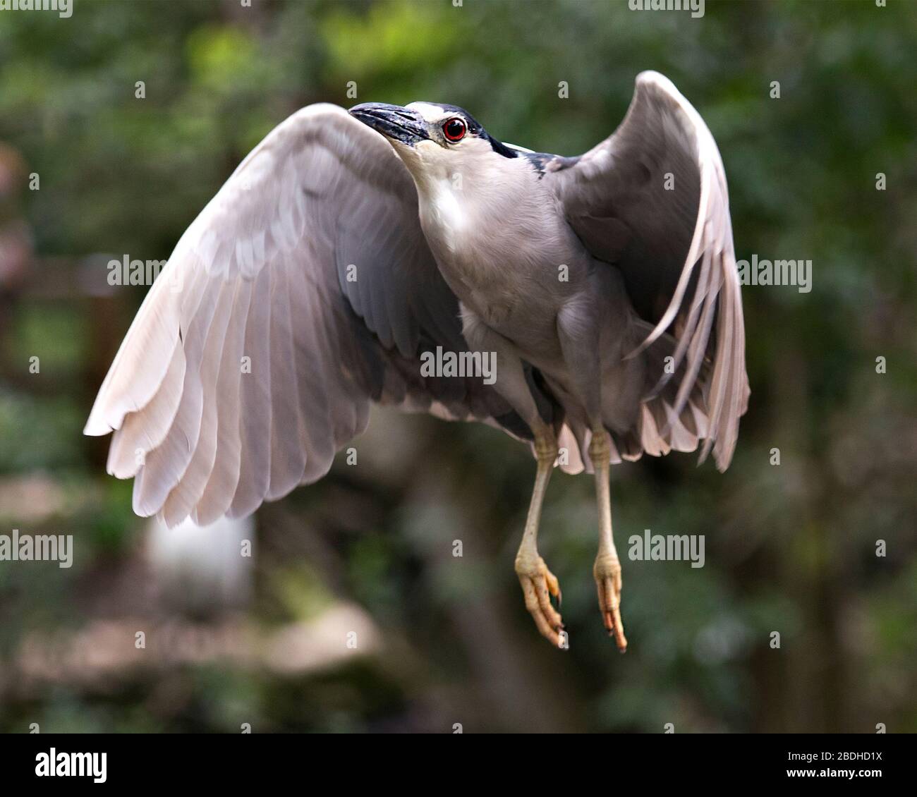 Schwarz bekrönter Nachtheron-Vogel mit ausgebreiteten Flügeln mit Bokeh-Hintergrund in seiner Umgebung und Umgebung. Stockfoto