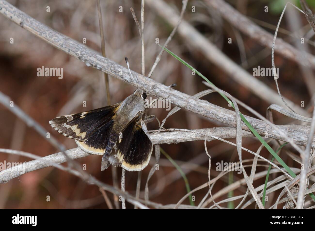 Yucca Giant-Skipper, Megathymus Yuccae Stockfoto