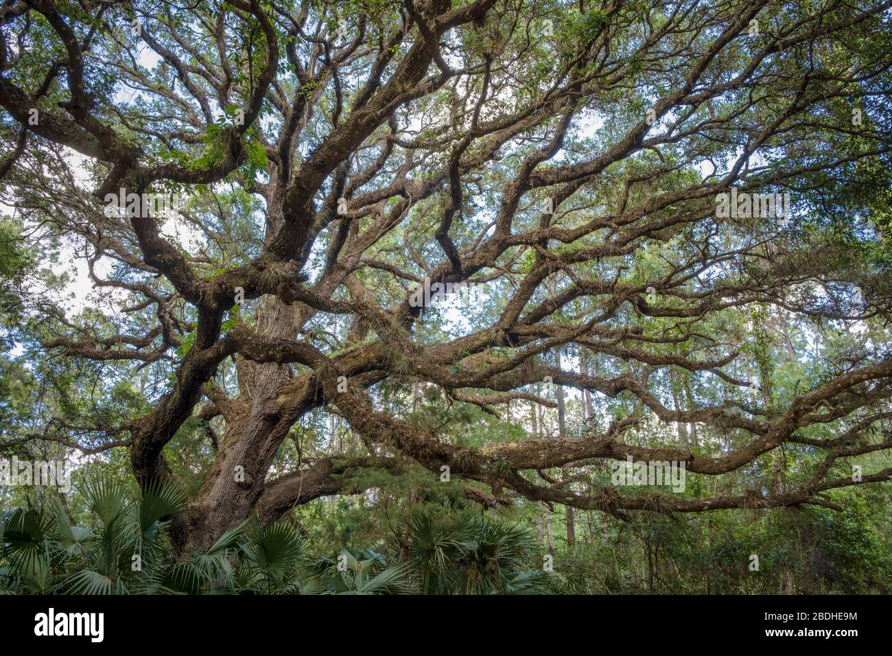 Southern Live Oak Tree Branches. Blick in den Baum. Halpata Tastanaki Preserve. Öffentliches Land in Dunnellon, Florida. Marion County. Stockfoto