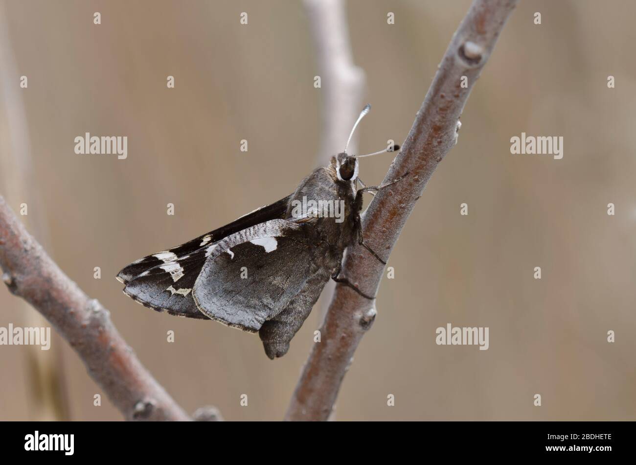 Yucca Giant-Skipper, Megathymus Yuccae Stockfoto