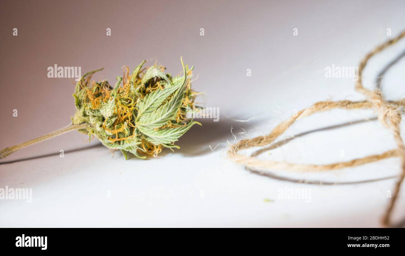 Hanffaden und medizinische Marihuana-Knospen, Nahaufnahme. Verwendung von Cannabis in der Stoffproduktion und der Industrie Stockfoto