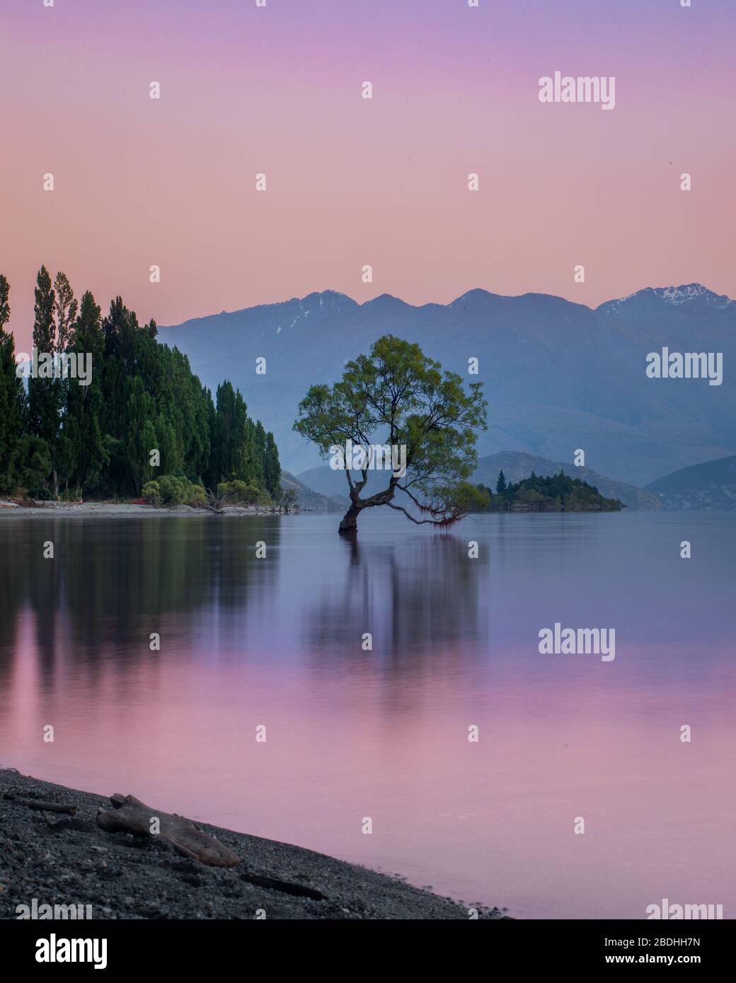 Wanaka Tree, Neuseeland Stockfoto
