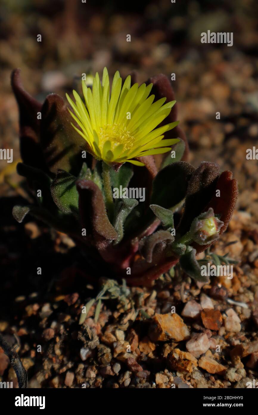 Exotische Wildblumen blühen im Namaqualand Stockfoto