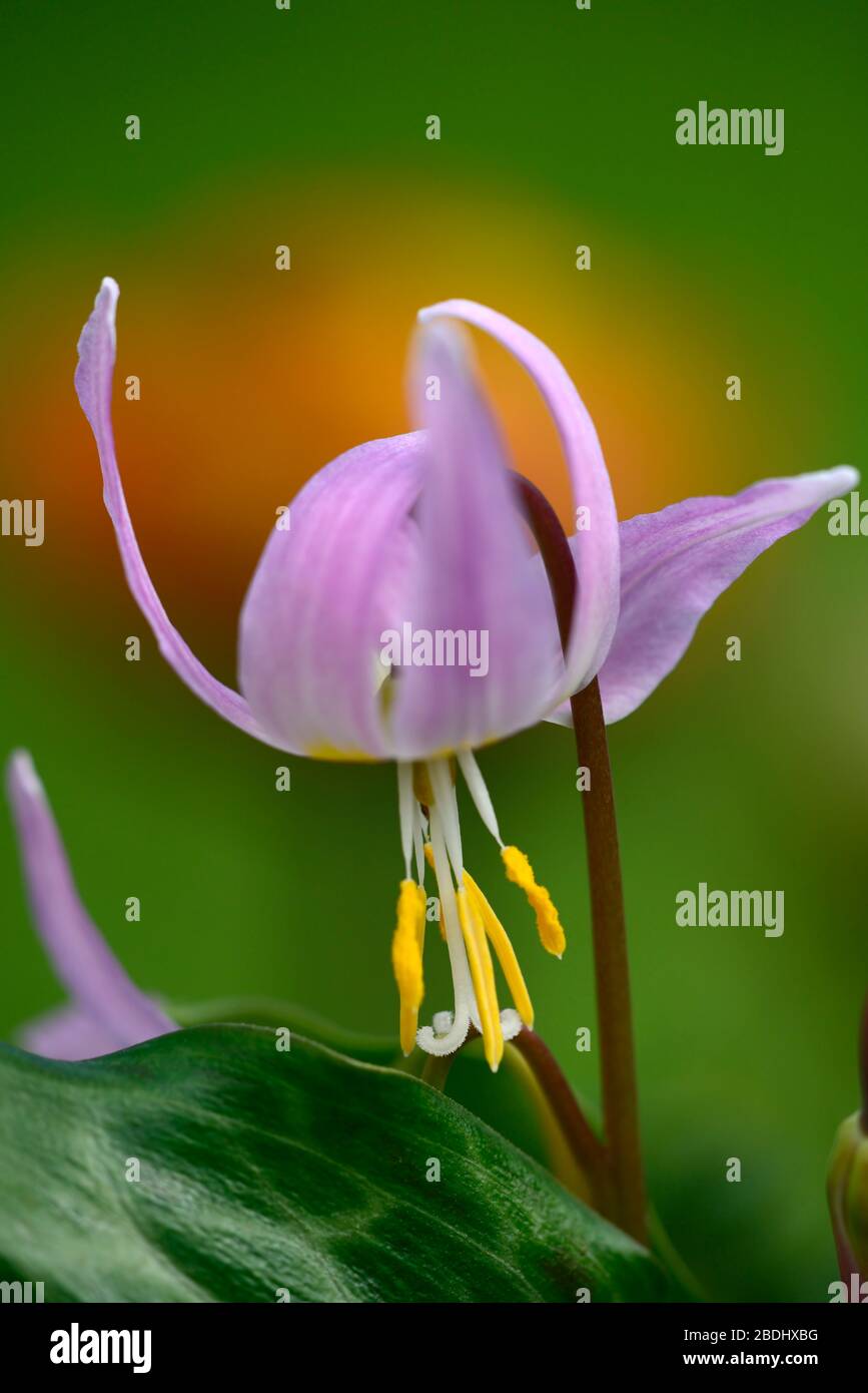 Erythronium revolutum pink Schönheit, rosafarbene Fliesenblumen, Blume, blühender Hund Zahnviolett, Frühling, Blumen, Blume, Blüte, Wald, Garten, Schatten, schattig, s Stockfoto