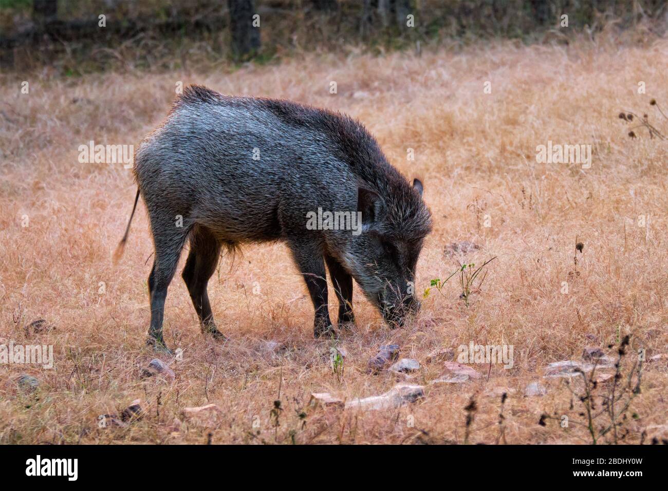 Indische Wildschweine, die im Ranthammore National Park, Rajasthan, Indien, beweidet werden Stockfoto