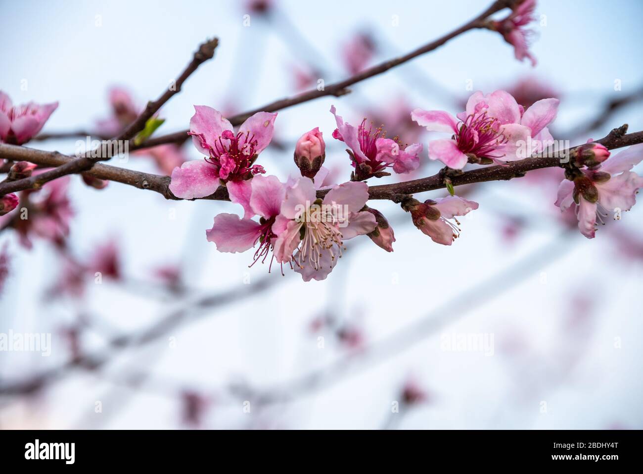 Schöne Pfirsichblüten im frühen Frühling in einem Obstgarten im Peach County, Georgia. (USA) Stockfoto
