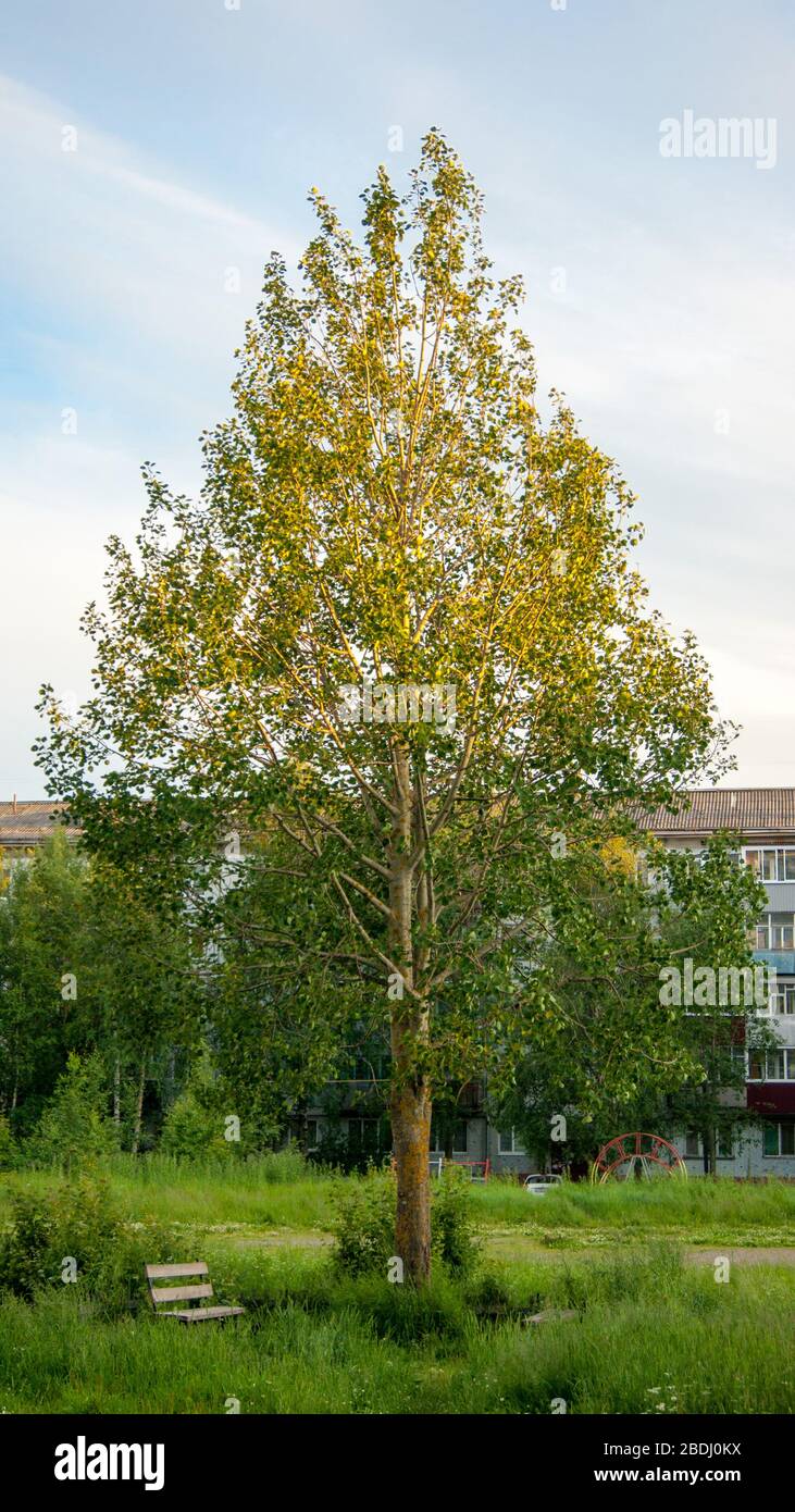 Kalter Nordsommer in einer kleinen Provinzstadt. Einsamer Baum auf dem Hintergrund eines wehenden fünfstöckigen Gebäudes. Vertikales Foto Stockfoto