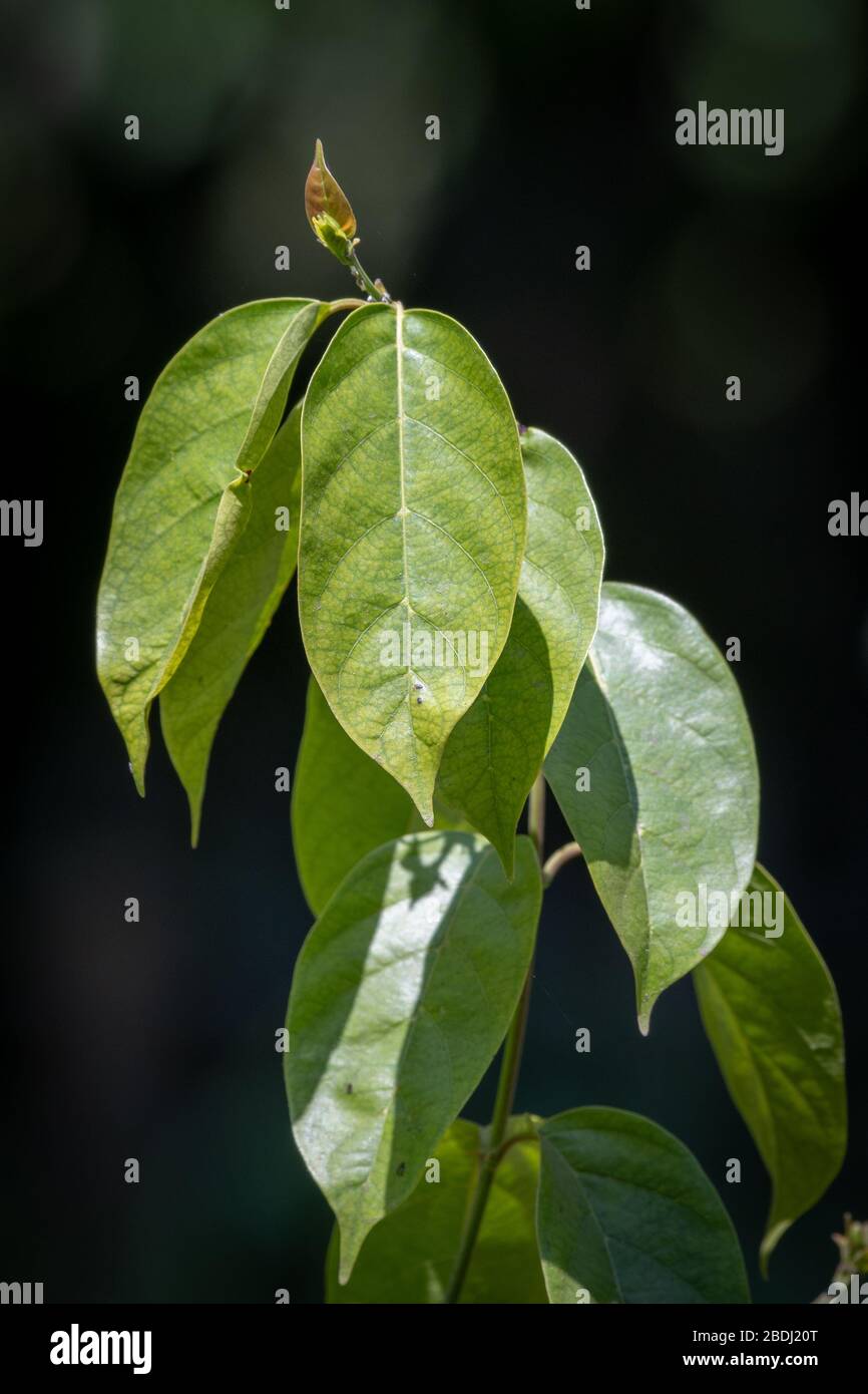 Blätter, die an der Ayahuasca-Rebe wachsen, die traditionell in Südamerika als halluzinogene Hilfe für spirituelle oder schamanistische Praktiken verwendet wird Stockfoto
