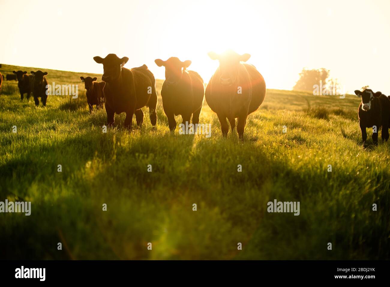 Gruppe der Kühe in einer Wiese. Stockfoto