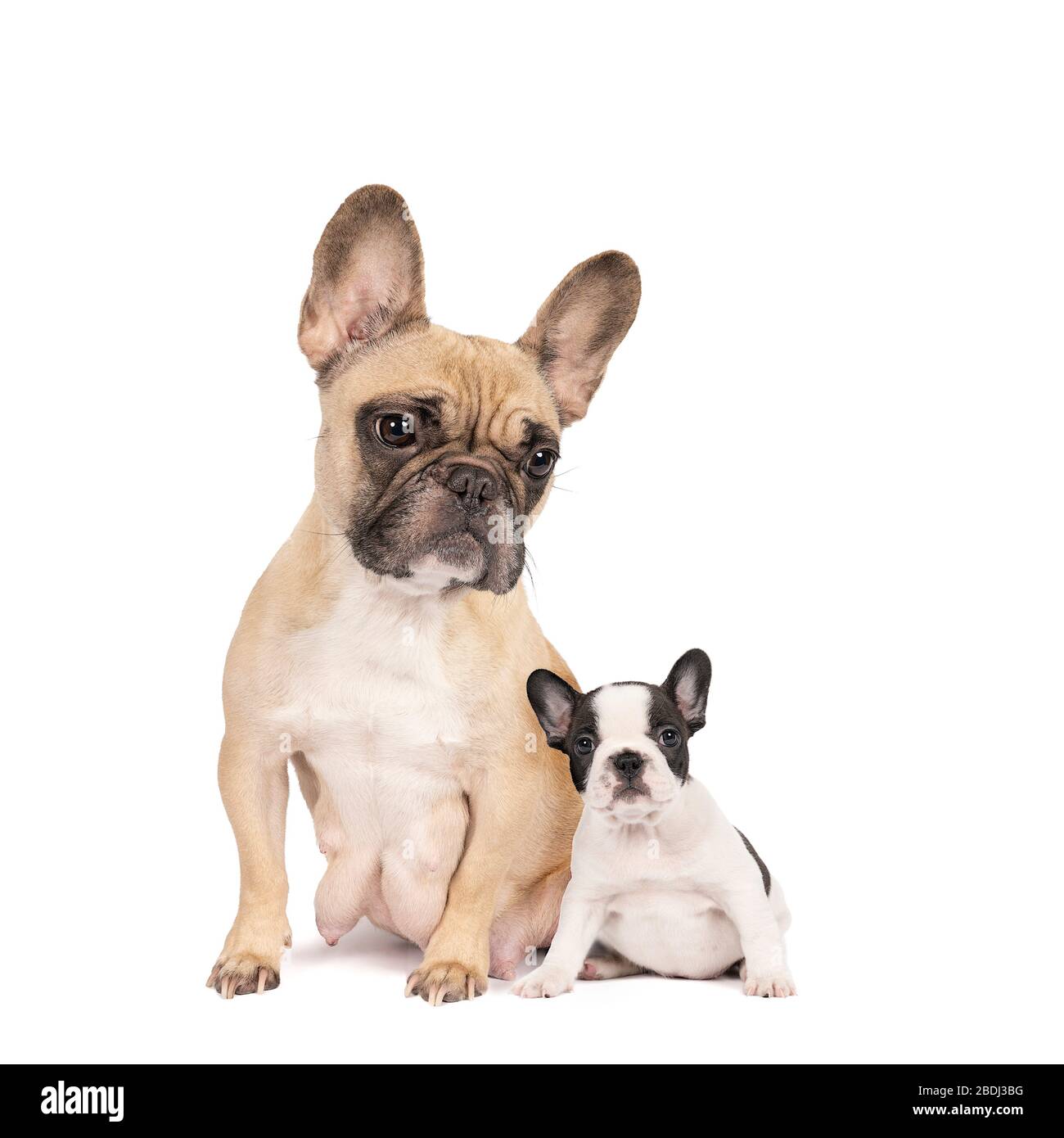 Ein Studio, das aus zwei hübschigen französischen bulldoggen, beigefarbener Mutter und schwarzem und weißem Welpen auf isoliertem weißem Hintergrund mit Blick auf die Kamera besteht Stockfoto
