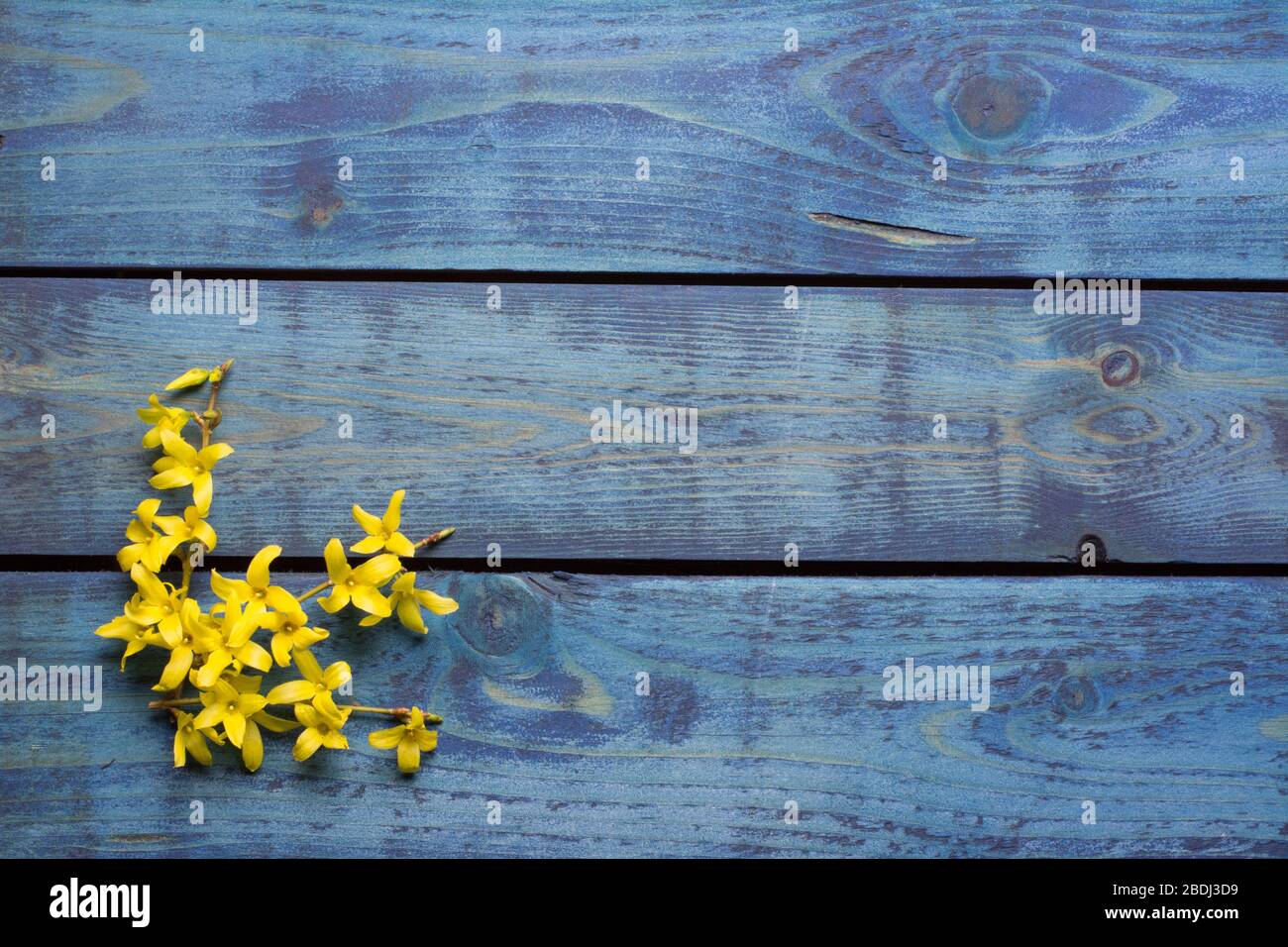 Gelbe Forsythia blühen auf blauem Holzhintergrund Stockfoto