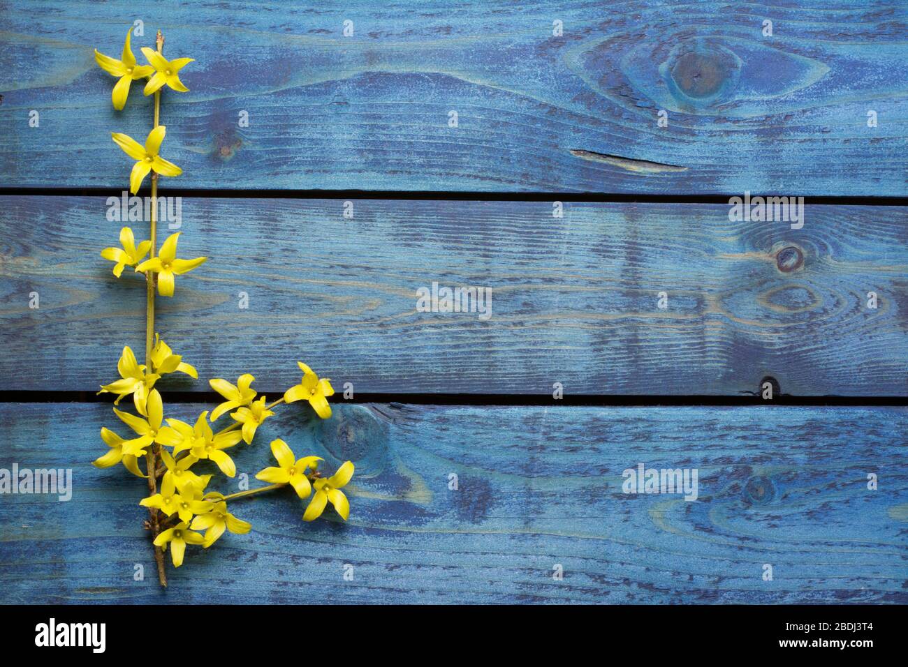 Gelbe Vordersythia blüht mit einer langen Perücke auf blauem Holzhintergrund Stockfoto