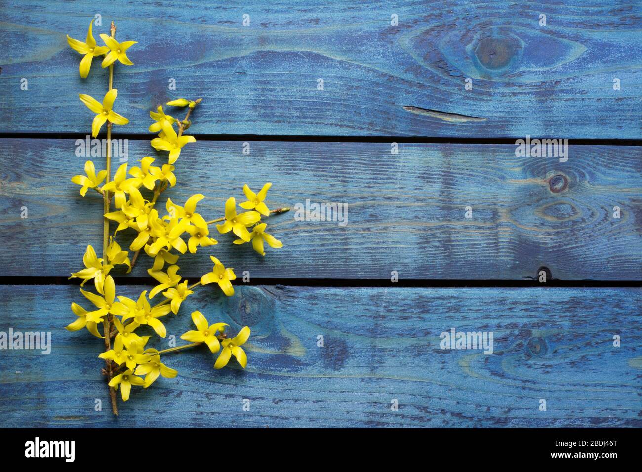 Zusammensetzung der gelben Forsythia blüht auf blauem Holzhintergrund Stockfoto