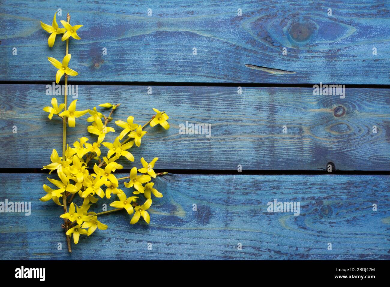 Blumenstrauß aus gelbem Forsythia blüht auf blauem Holzhintergrund Stockfoto